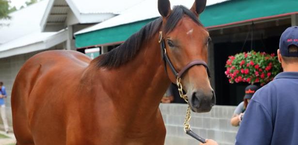 ‘She’s perfect’; $8.2 million filly America’s Joy in training ‘She’s perfect’; $8.2 million filly America’s Joy in training